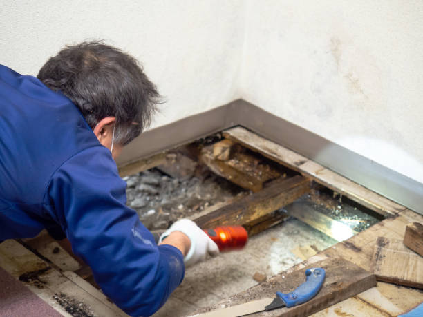 Best Mold Testing  in De Leon, TX