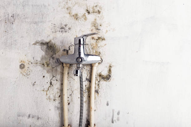 Best Mold Removal and Inspection  in De Leon, TX