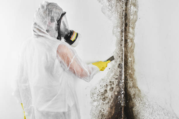 Mold Testing and Removal in De Leon, TX