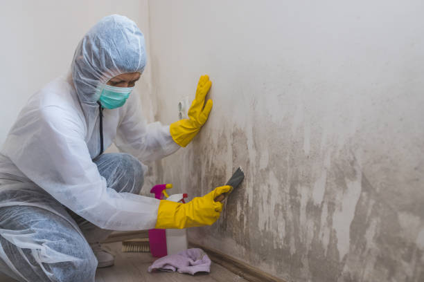 Best Mold Removal Specialists  in De Leon, TX