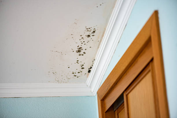 Mold Removal Process in De Leon, TX
