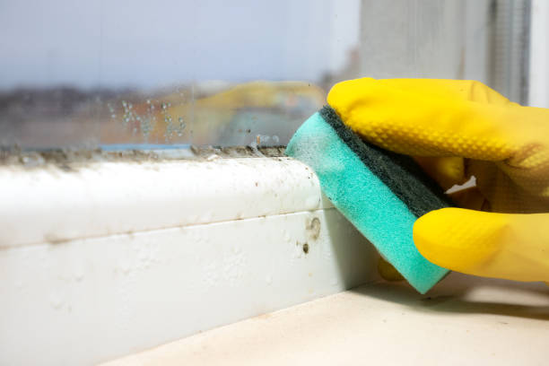 Best Mold Removal Company Near Me  in De Leon, TX