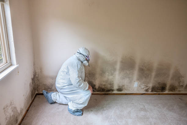 Best Residential Mold Removal  in De Leon, TX