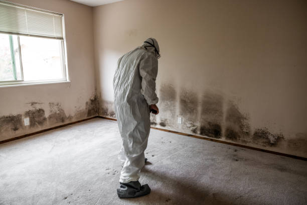 Best Certified Mold Removal  in De Leon, TX