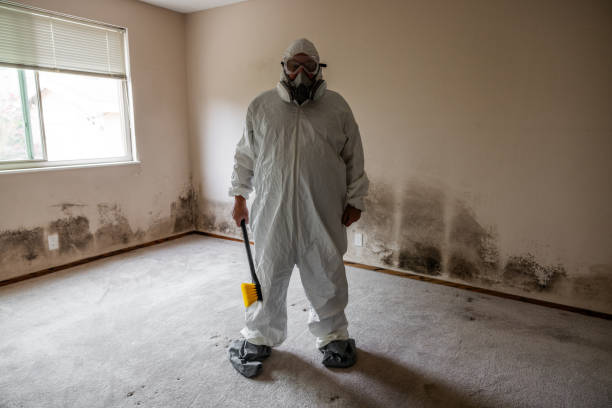 Best Same-Day Mold Removal  in De Leon, TX