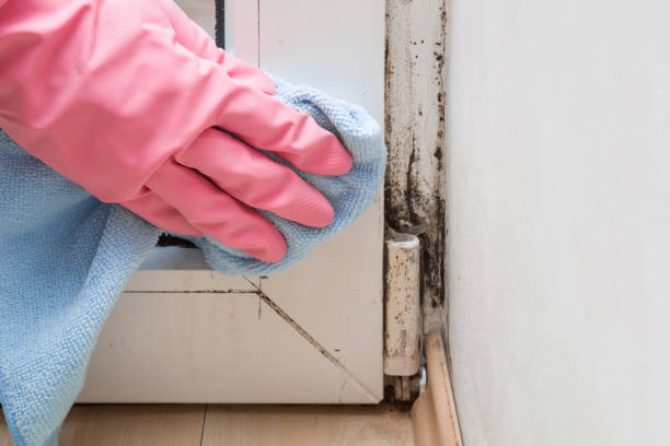 Best Mold Testing  in De Leon, TX